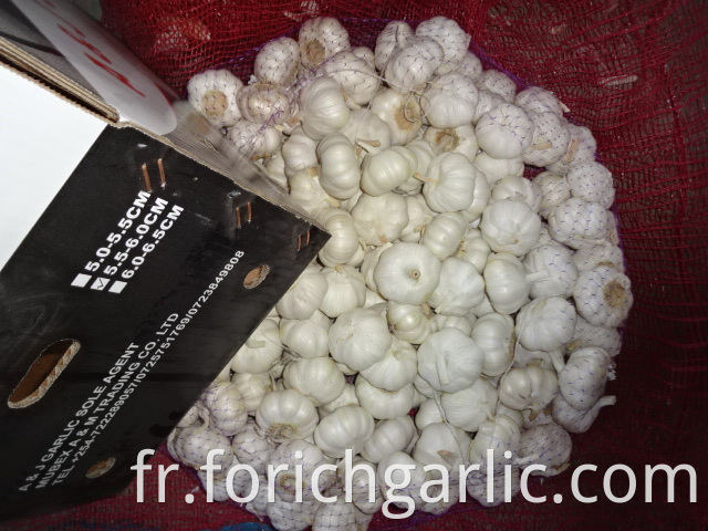 High Quality Pure White Garlic